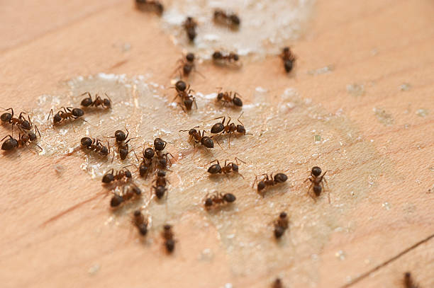 Best Termite Control Services  in Burnham, PA